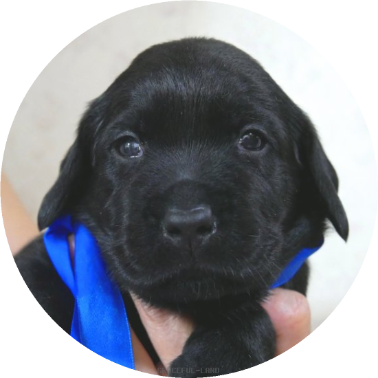 英国ラブラドールの子犬(A child of ソロモン & ) 英国ラブラドールの子犬